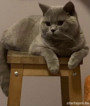 9-hónapos brit kandúr - kép 3