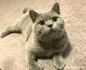 9-hónapos brit kandúr - kép 4