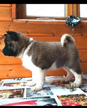 Amerikai akita törzskönyves kölykök 