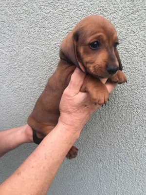 Tacskó kölykök  - kép 2