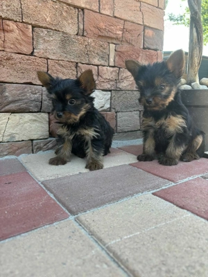 Yorki yorkshire terrier kiskutyák foglalhatók