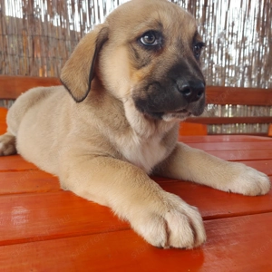 Közép-ázsiai juhász kiskutyák gazdit keresnek. 