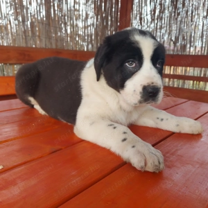 Közép-ázsiai juhász kiskutyák gazdit keresnek.  - kép 2