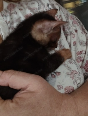 Abesszin beng li kiscic k