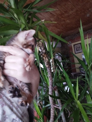 Abesszin beng li kiscic k - kép 3