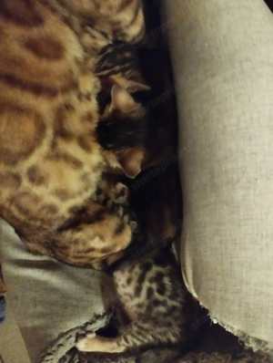 Abesszin beng li kiscic k - kép 4