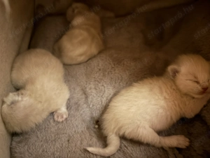 Ragdoll cicák - kép 2