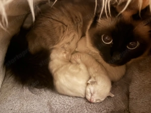 Ragdoll cicák - kép 3