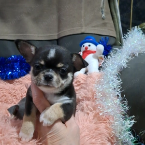 Meseszép csivava kiskutyusok - kép 2