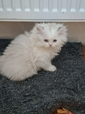 Perzsa kiscicák eladók!