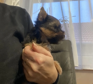 Yorkshire kan kiskutya