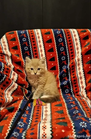 10 hetes szines ragdoll kis kandúr eladó - kép 2