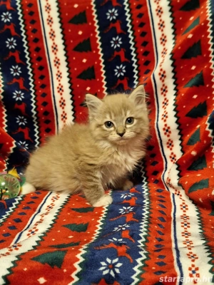 10 hetes szines ragdoll kis kandúr eladó - kép 3