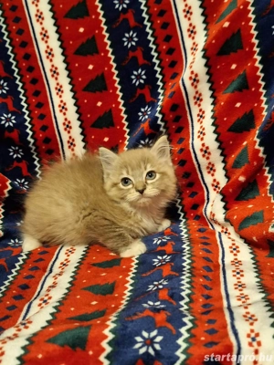 10 hetes szines ragdoll kis kandúr eladó - kép 4