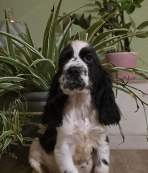 Angol cocker spaniel  - kép 2