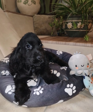 Angol cocker spaniel  - kép 3