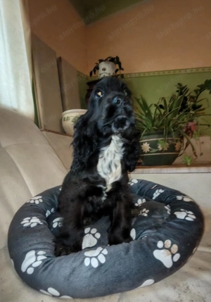 Angol cocker spaniel  - kép 4