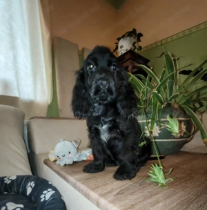 Angol cocker spaniel  - kép 5