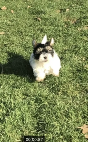 Biewer yorkie kisfiú 