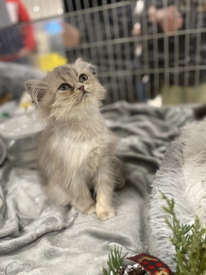 Csincsilla Perzsa cica,macska - kép 2