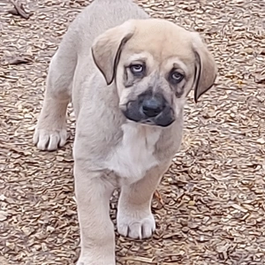 Közép-ázsiai juhász kiskutyák.  - kép 3