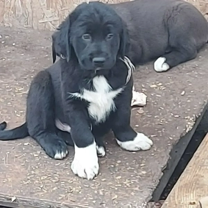 Közép-ázsiai juhász kiskutyák.  - kép 2