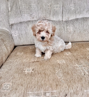 Maltipoo Törpe Fiúk eladók