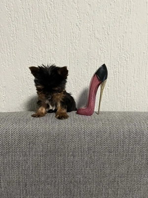 Extra mini yorki kisfiú - kép 2