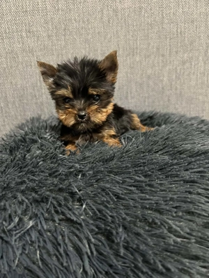 Extra mini yorki kisfiú - kép 3