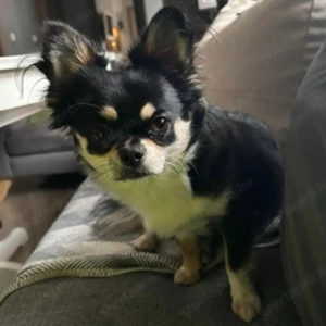 Csivava kiskutyák - kép 2