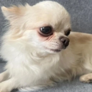 Csivava kiskutyák - kép 3