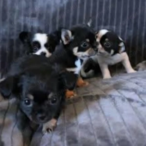 Csivava kiskutyák - kép 4