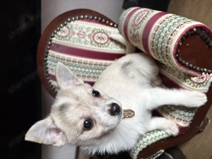 csivava jellegű kiskutya kedvencnek