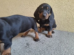 Tacskó kölykök  - kép 2