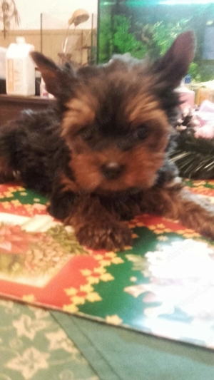 Yorkshír terrier kisfiú 9 hetes elado - kép 3