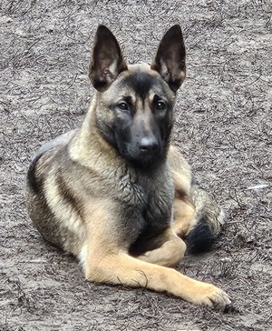 Belga juhász szuka - kép 2