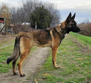 Belga juhász szuka - kép 3