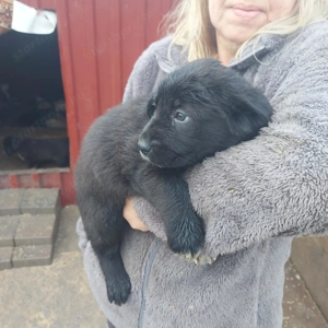 Közép-ázsiai juhász kiskutyák. 