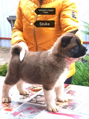 Amerikai akita törzskönyves kölykök 