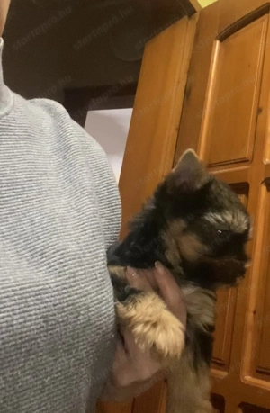 Yorki kan kiskutya - kép 2