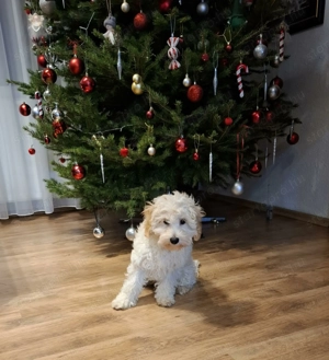 Maltipoo fajtatiszta jellengű kan kutyus  - kép 2