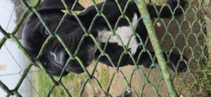 Cane corso kutyus törzskönyves szülőktöl 