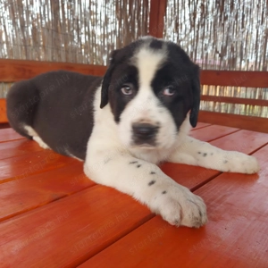 Közép ázsiai juhász kiskutyák.  - kép 3