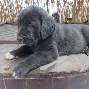 Közép ázsiai juhász kiskutyák.  - kép 4