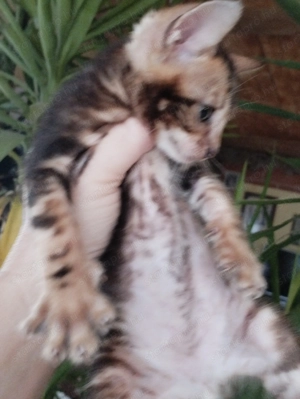 Beng li abesszin cicusok