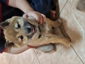 Shiba inu kislány - kép 2