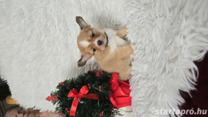 Pihe a csodaszép hosszú szörű csivava chihuahua kisfiú - kép 2