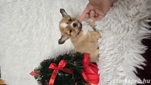 Pihe a csodaszép hosszú szörű csivava chihuahua kisfiú - kép 3