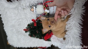 Csivava chihuahua kisfiú törzskönyvvel szerzödéssel - kép 2