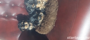 Eladó York-i kan kis kutyák  - kép 2